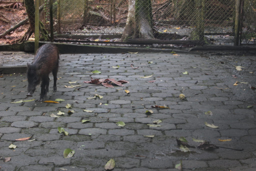 Animales silvestres que viven en el Zoológico de Orellana. Sus especies son de las más apetecidas por cazadores para comercializar su carne. En la imagen, un sajino. Foto: Daniela Aguilar