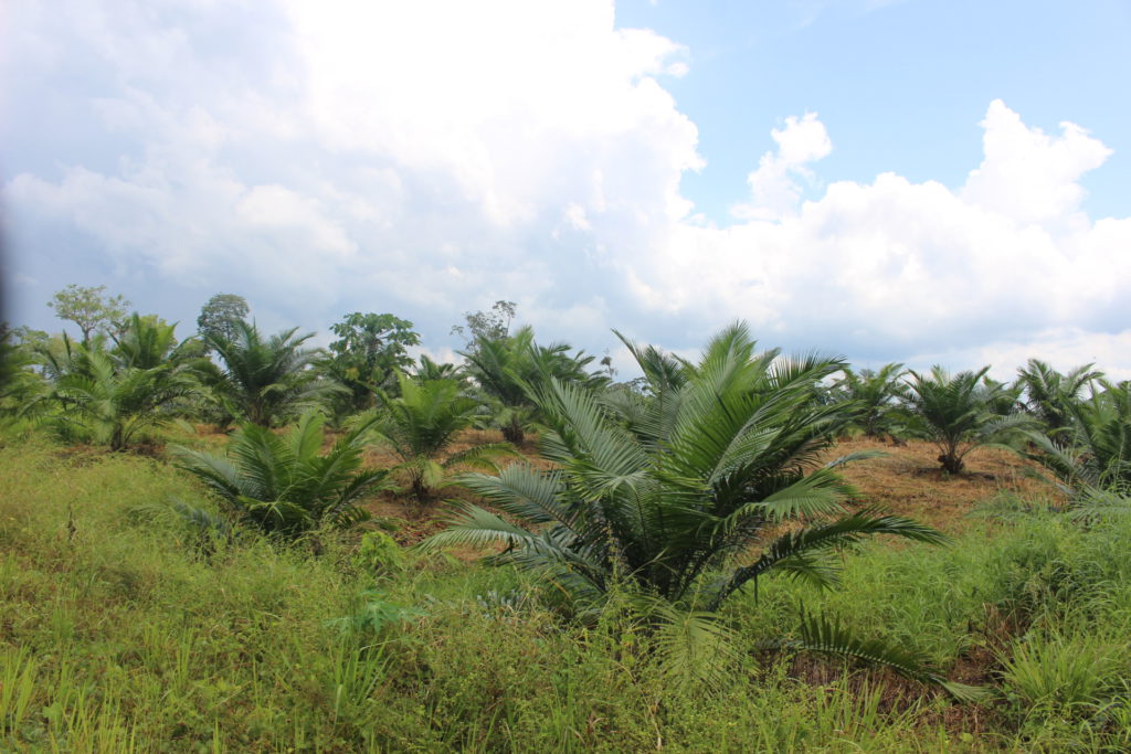 Otra plantación reciente de Palma en la comunidad 15 de Abril de la parroquia Nuevo Paraíso. Foto: Daniela Aguilar. 