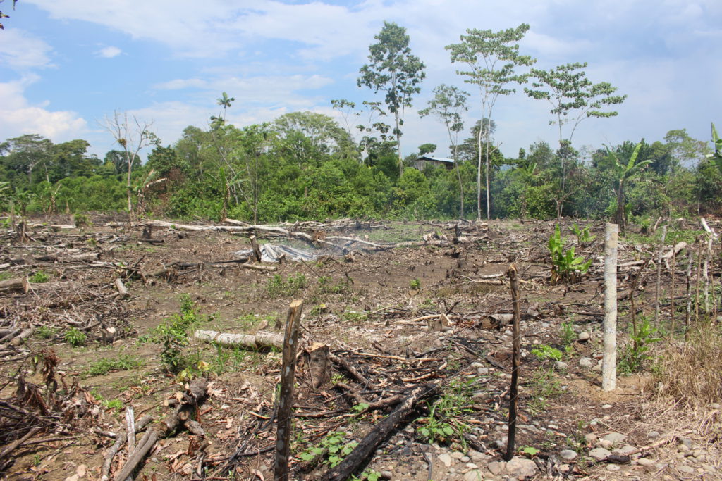 Sector talado en la comunidad Agrupación Payamino. Además de la palma, los campesinos talan el bosque que tienen dentro de sus fincas para sembrar productos de ciclo corto. Foto: Daniela Aguilar.