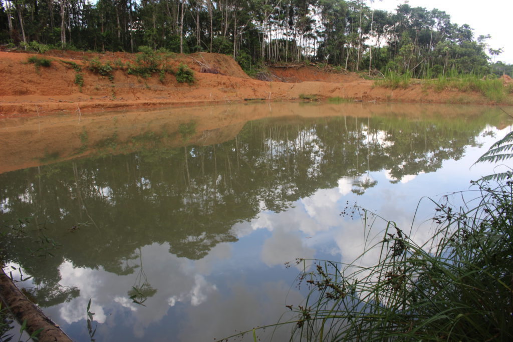 Así quedó piscina de desechos petroleros de 50 x 50 metros que remedió Amazonía Viva en Pacayacu. 