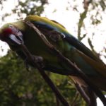 Papagayo de Guayaquil: el ave emblema de la ciudad bajo amenaza