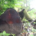 Alerta en el Yasuní: la tala ilegal amenaza a pueblos en aislamiento