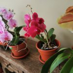#NosFaltan3: Un año después, las orquídeas de Paúl florecieron