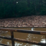 Alerta en la Amazonía: madereros arrasan en medio de la pandemia